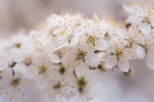 Fiori d’arancio e Fedi Nuziali: simboli del matrimonio